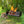 Wilderness Firepit